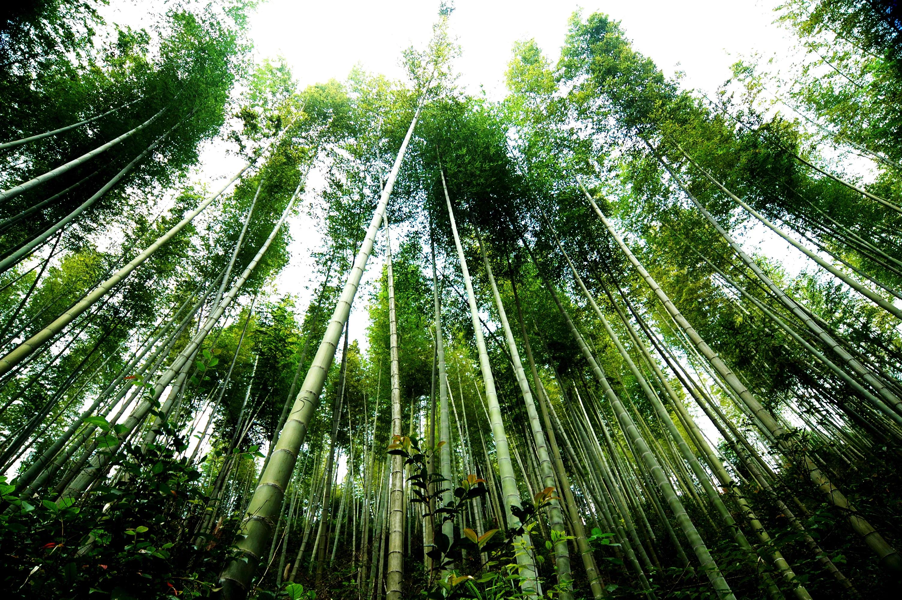 江西农村广播江西省科技推广推动毛竹高质量发展