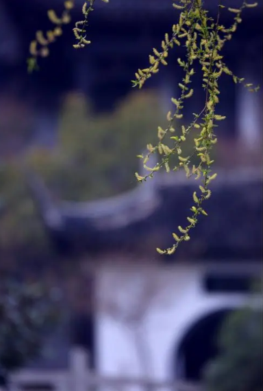 侯庆红 | 赏花庭院意难休 几时消尽万千愁（原创诗词十三首）