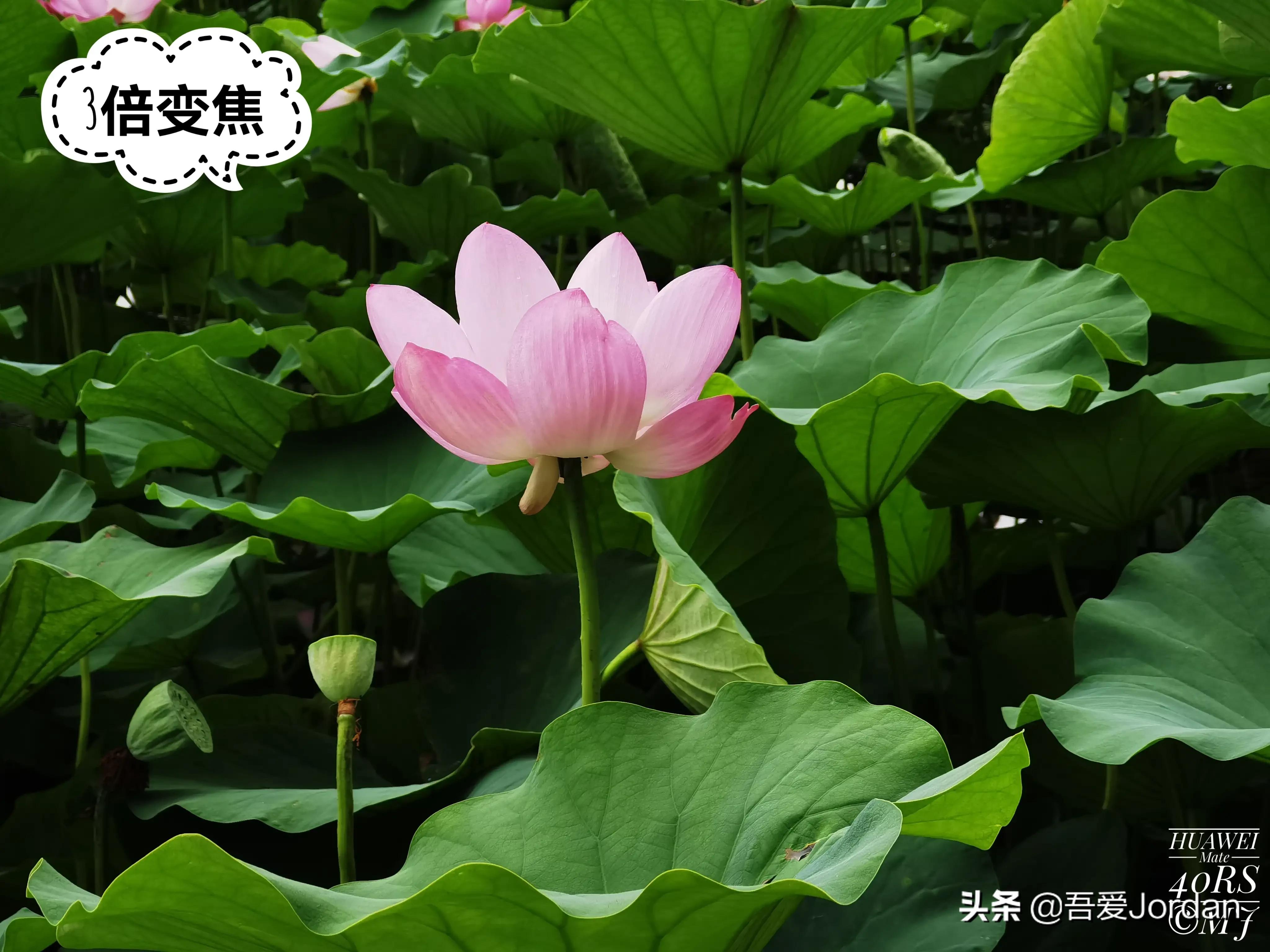 小米12S Ultra与华为Mate40RS长焦对比