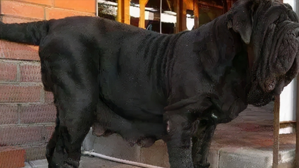 见到一定绕道走！地表战斗力爆表的12种猛犬，一獒战三狼战狮子？