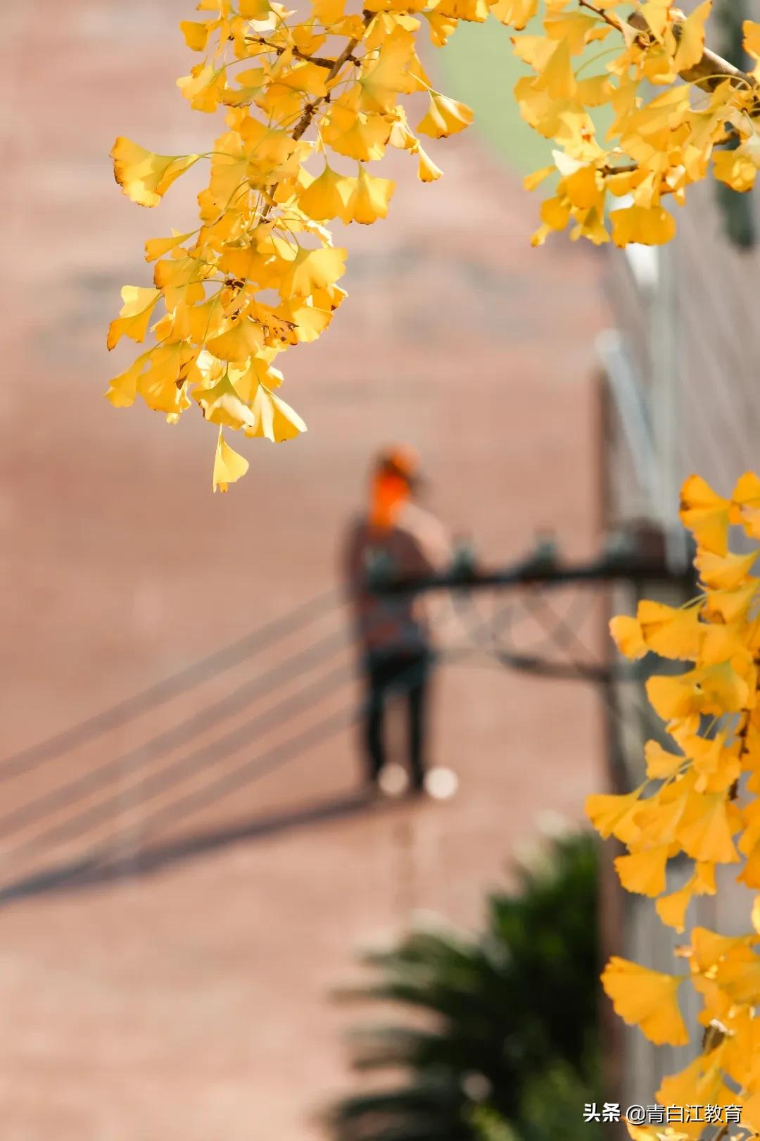 秋冬美图来袭① | 为你喜欢的校园美景投票吧