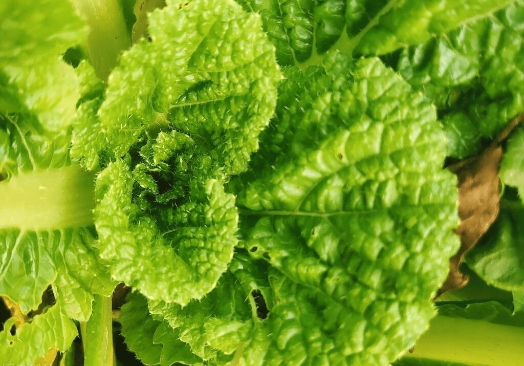 大年初五，不管有钱没钱，都要吃这5种菜，寓意新年行大运发大财