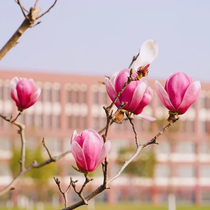 花满校园，春日也温柔