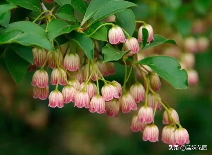 火爆朋友圈的日本吊鐘花 這樣養 春天賞花 秋天觀葉 冬天觀形 天天看點