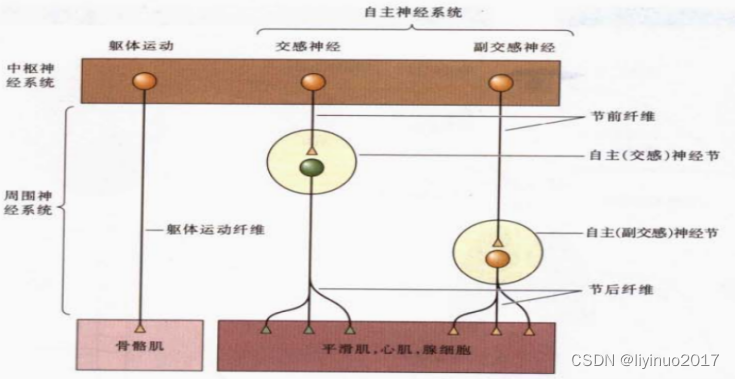 人脑是一台计算机吗？