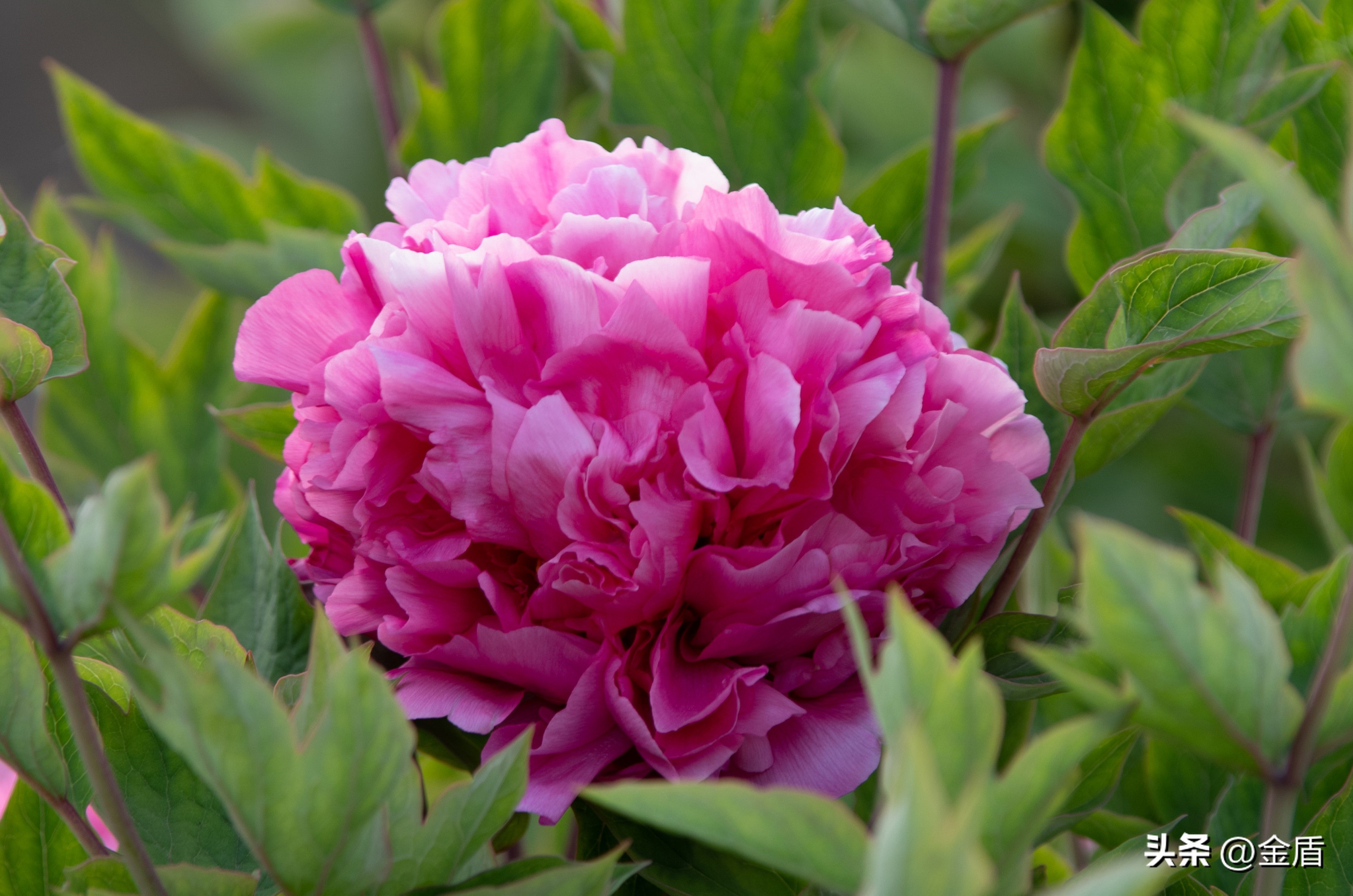 什么的牡丹花(美丽的牡丹花,像婀娜多姿的姑娘,带着灿烂的笑)