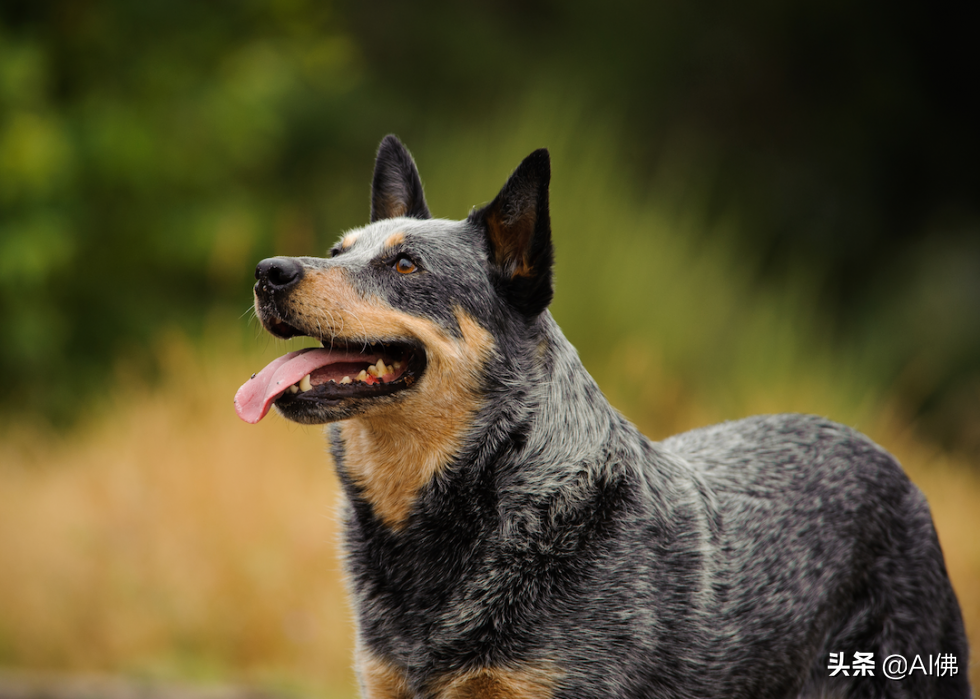 美国人评出排名前 63 最聪明的犬种