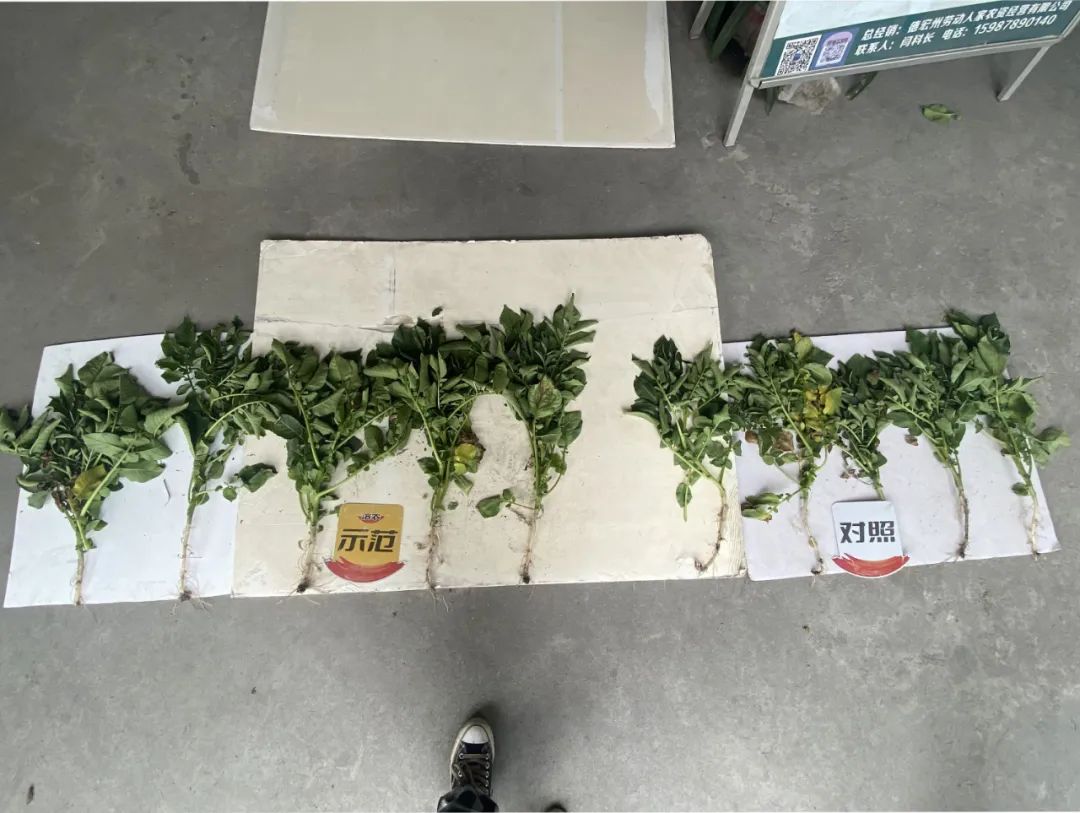 盈江今日白土豆多少钱一斤，今日盈江土豆价格