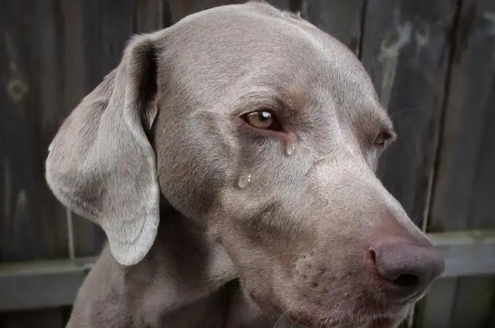 人类的畸形审美,痛苦却让宠物承担