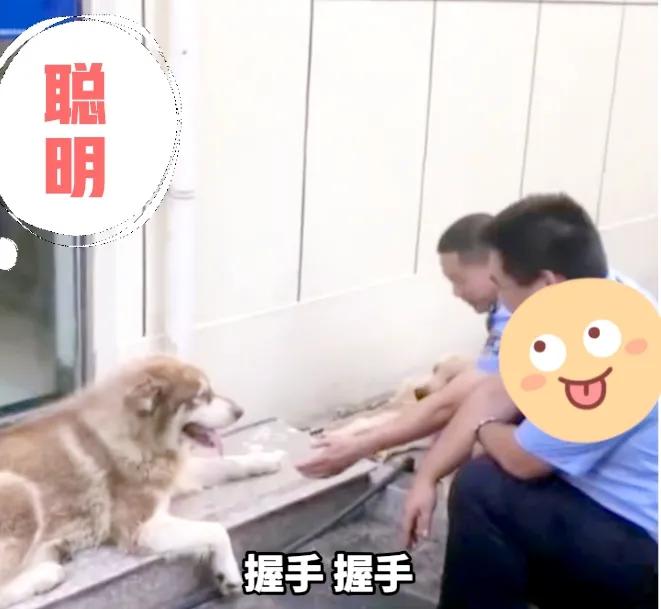 可爱的它们(聪明的警犬，可爱又不失英雄风范，为它们点赞)