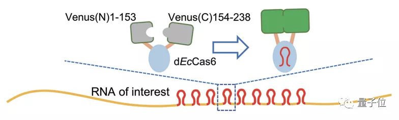 韩春雨，时隔六年再发高分论文