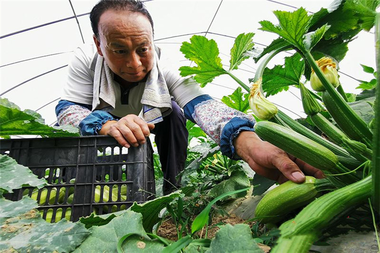 中国股市：“农业种植”核心题材概念，这5家顶尖的种植业龙头