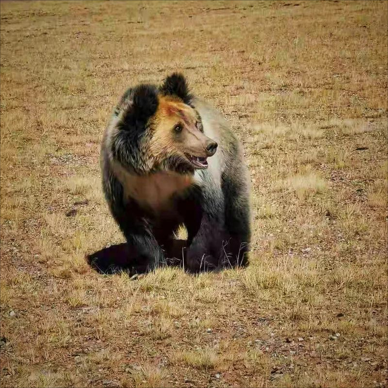 马熊祸事｜三江源牧羊的北京大学生，为何死于青海马熊之口？