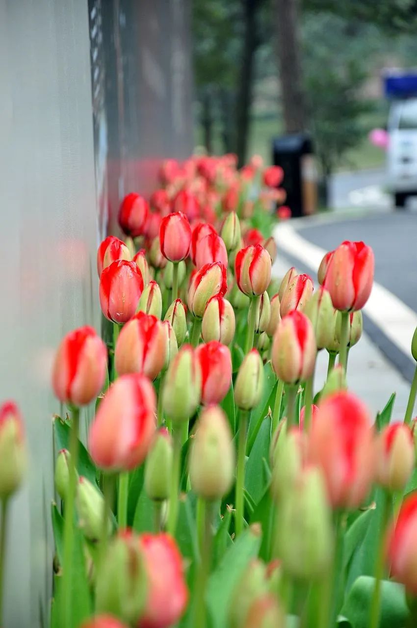 郁金香到处绽放的荷兰(“花后”郁金香有何魅力，令荷兰为之疯狂？)