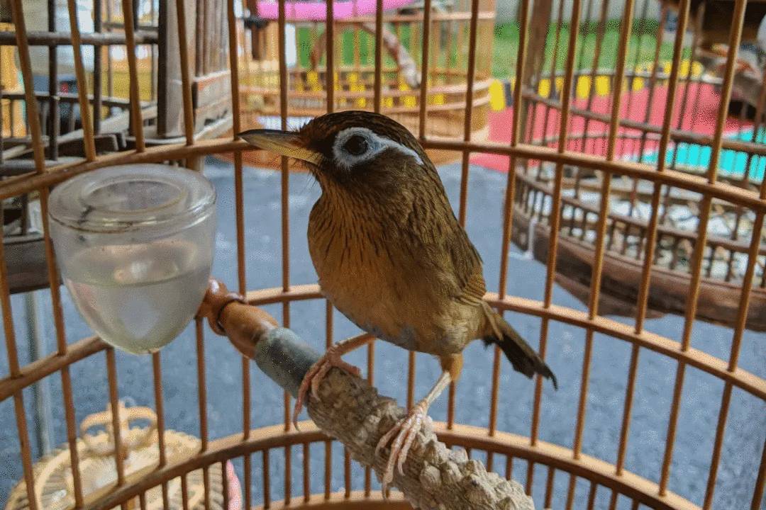 "鸟类市场共一石,鹦鹉画眉独占八斗".