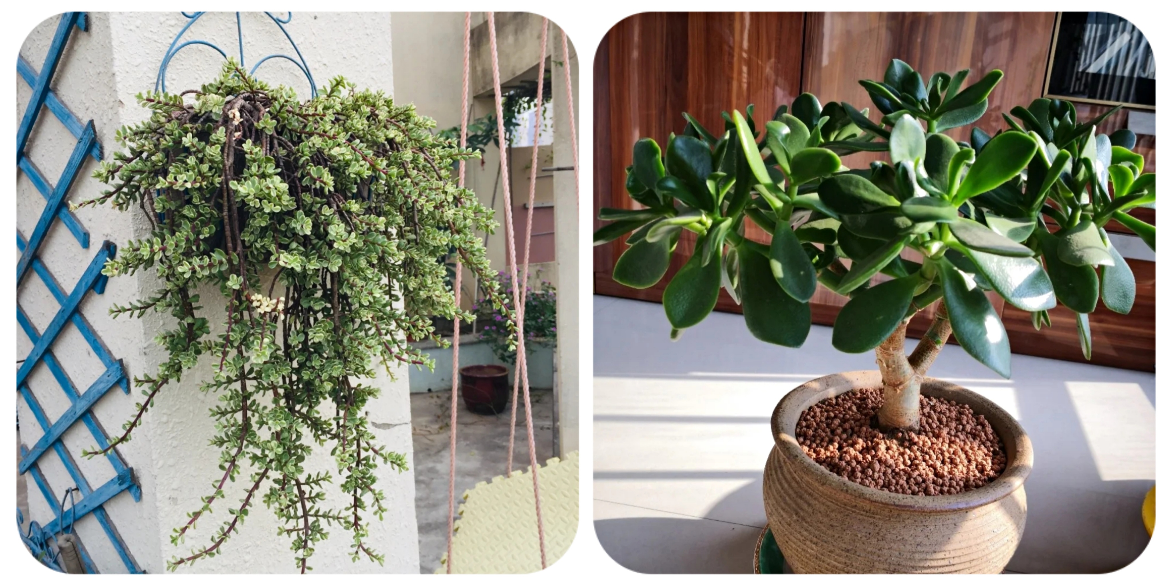 所有开红花的植物图片(100种花能养在阳台上) - 赤虎壹号