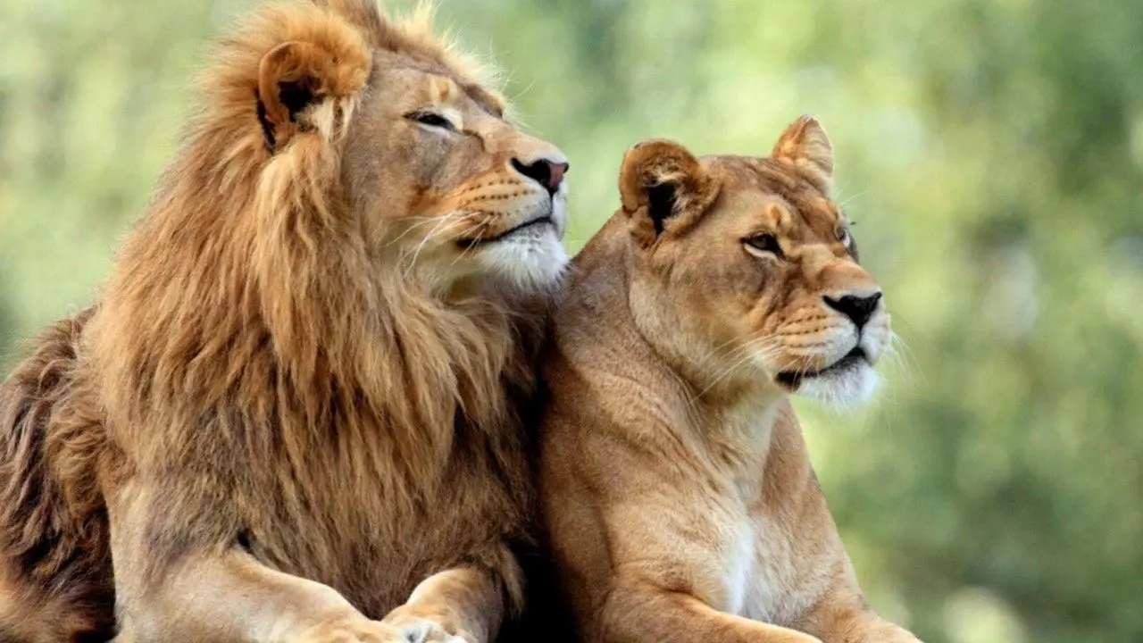 動物交配六親不認，獅王如何對待自己的女兒？ 是父愛還是獸性？