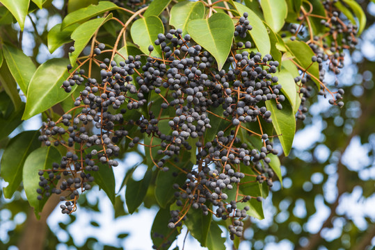 人称"将军树",看上去很普通,作用却不小,明目乌发还能补肝肾