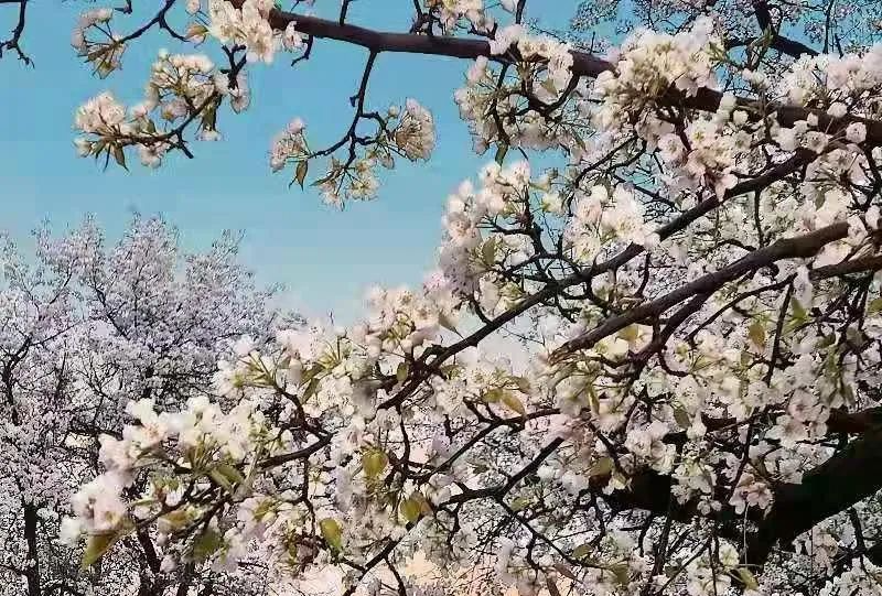 宁夏春天最美的4条自驾路线，赏花、踏青、游湖、祈福、美食