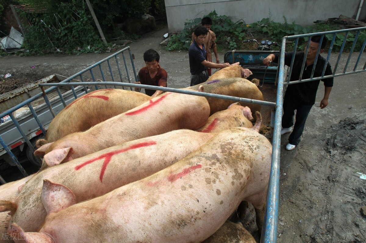 12月1日，养猪人卖猪的价格