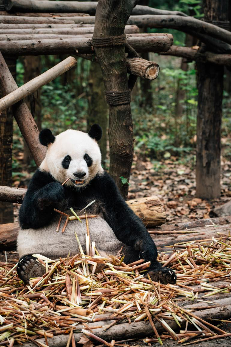 解锁流量密码 这个城市的熊猫IP又有力作