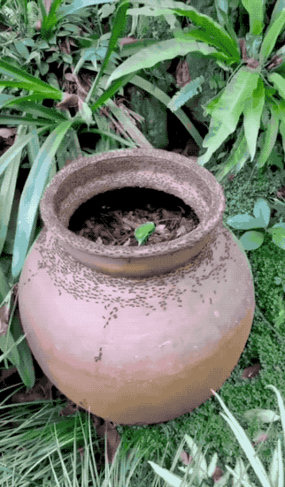 30张活久未见的照片，鳄鱼咬电鳗浑身抽搐被电死，根本松不开口