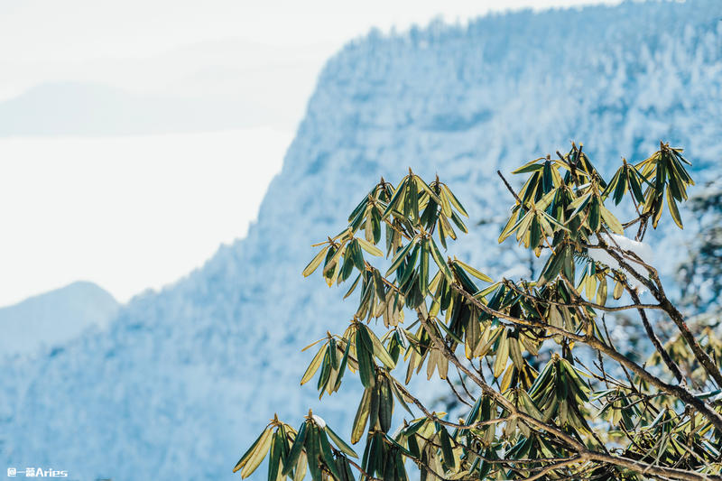 成都周边游 | 川西的雪国秘境，我与瓦屋山的纯白约定