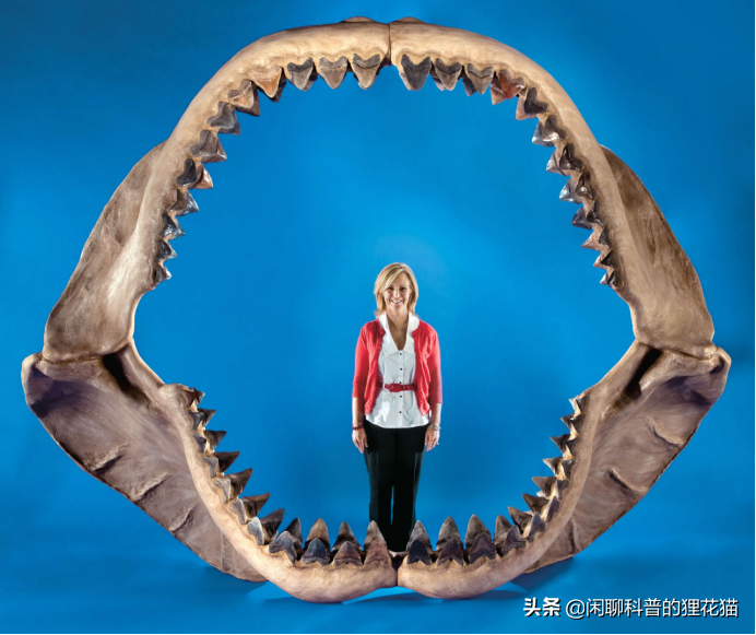 盘点史前海洋十大巨兽，从寒武纪走过始新世，每个时代顶级捕食者