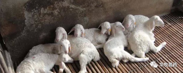 三月羊，靠墙倒。为啥羊到三月就会靠墙倒？