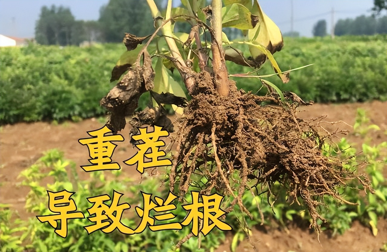 重茬是种植界最不友好的误解相关的种植经验已经明确