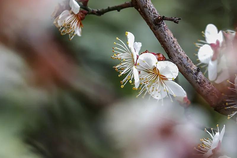 蔷薇科杏属植物杏梅（盘点杏梅种类以及特征）