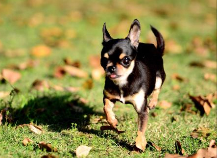 最聪明的狗排名(小型犬最聪明的狗排名) - 泉兴百科