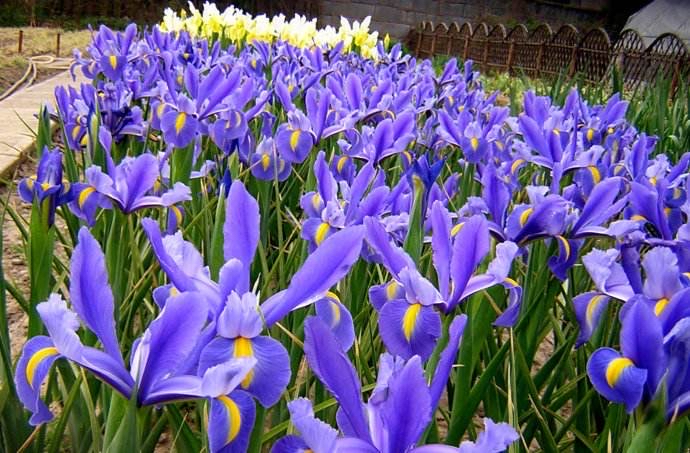庭院花卉种植品种（有院子一定要养8种花色彩斑斓）