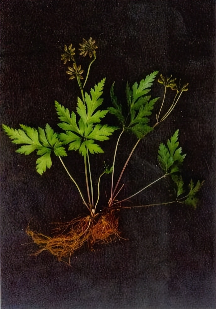 水黄连图片(血里) - 赤虎壹号