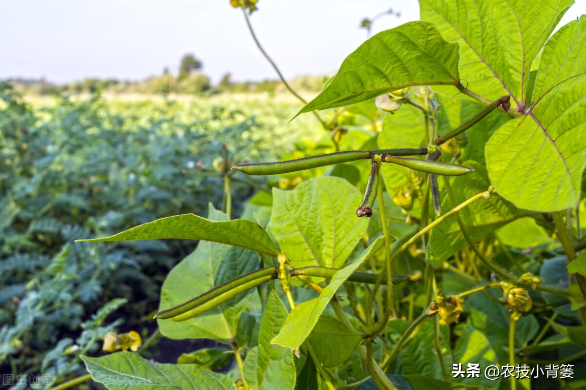 大家总结出了各种(绿豆怎样种植管理才能更高产？从播种到采收注意这11个方面)