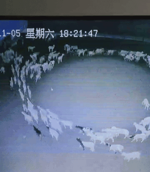 一堆羊的照片图片(羊了个圈！内蒙古一羊群连续3天转圈，越转越圆，犁地还是布阵？)