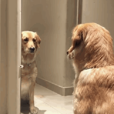 比格犬好養嗎,比格犬好養嗎?有什么優點缺點?