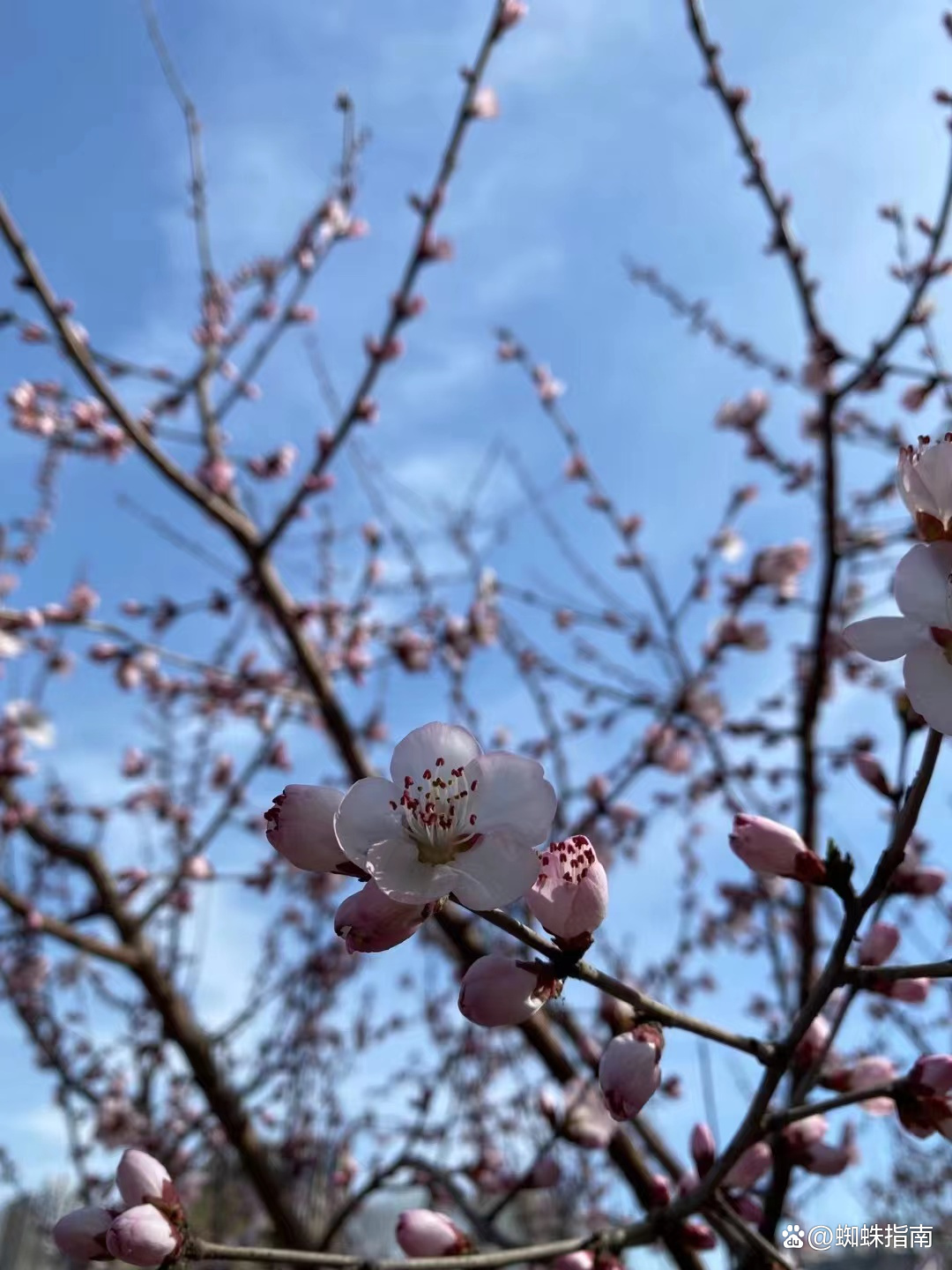 奥林匹克森林公园有收门票吗(清明踏春好去处，打卡北京奥林匹克森林公园，安排上)