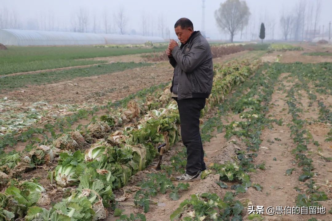 实拍北方一月份的农村：冬日的慢时光，宁静安然，朴实舒缓