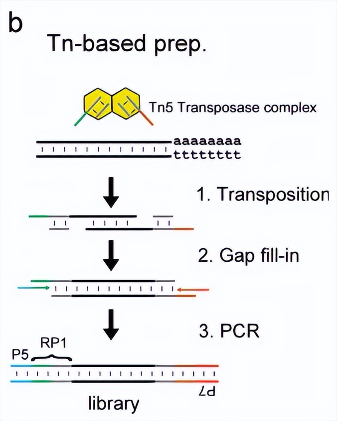 ATAC-seq(3) -- 比对