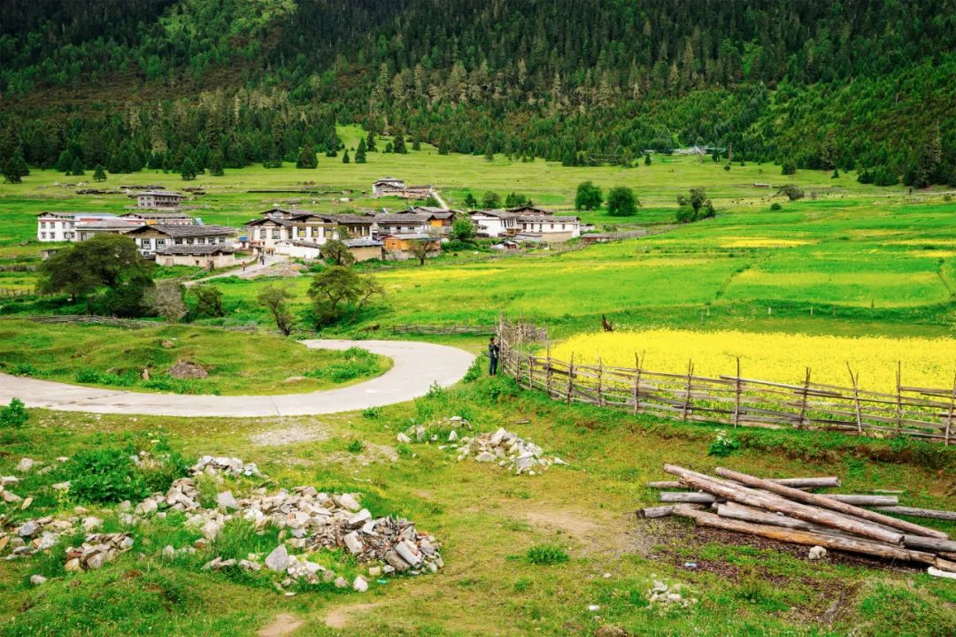 中国值得去的10大森林景点，自然风光爱好者打卡地，你去过几个？