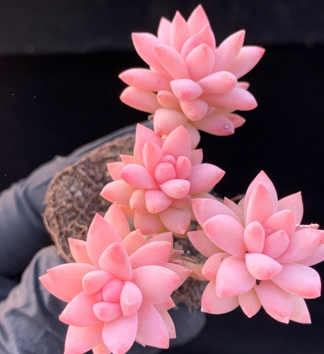 那些美出天际的多肉,既漂亮又好养,治愈心灵第一名