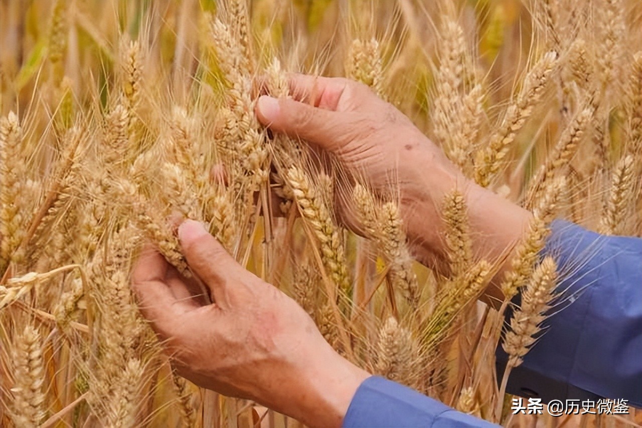 印度突然取消粮食出口，粮食危机或将爆发，世界各国如何应对？