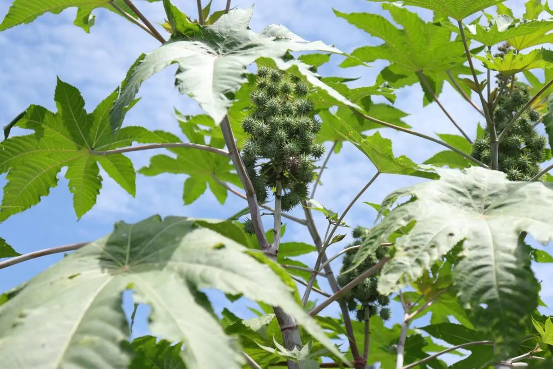 蓖麻：我国农村常见的一种植物，为何会被美国列为战略物资？