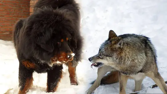 见到一定绕道走！地表战斗力爆表的12种猛犬，一獒战三狼战狮子？