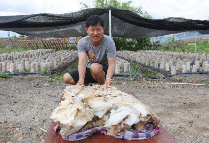 什么是太岁，不是植物不是动物的一坨“肉”，为什么能价值百万？