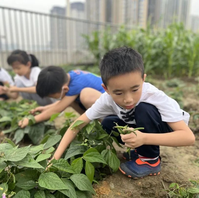 成都高新区朝阳小学深入开展二十四节气之小满有关活动