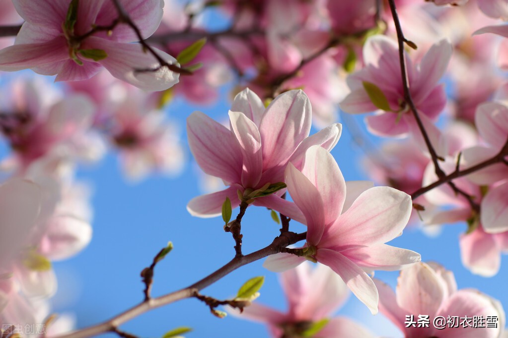 ​早春木笔花开明丽美诗六首：木笔初开三两枝，万花国里写春心