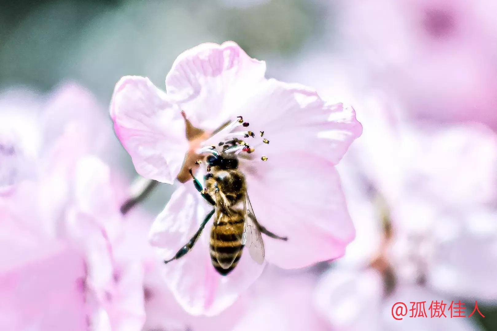 “不管我本人多么平庸，我总觉得对你的爱很美。”读书语录