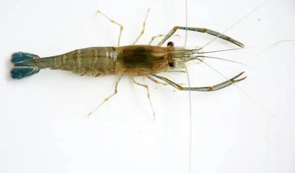 内陆常见的几种虾